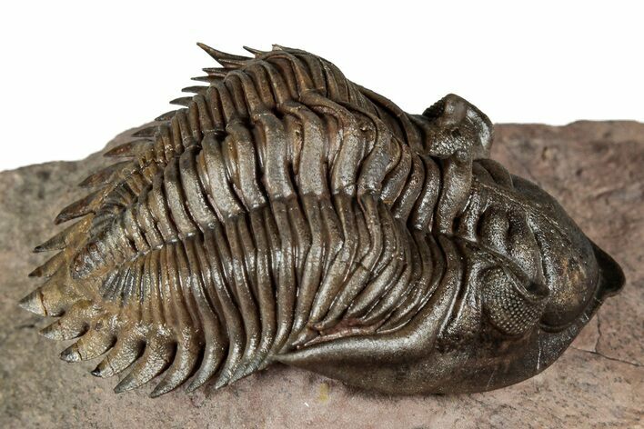 Exceptional Metacanthina Trilobite - Lghaft, Morocco #339497